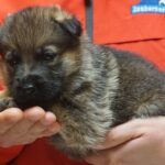 A person holding a puppy in their hands.