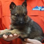 A person holding a puppy in their hands.