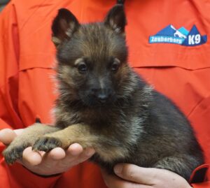 A person holding a puppy in their hands.