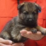 A person holding a puppy in their hands.
