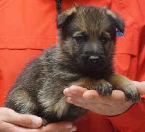 A person holding a puppy in their hands.