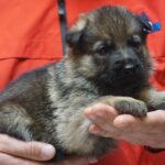A person holding a puppy in their hands.