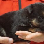 A person holding a puppy in their hands.