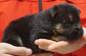 A person holding a puppy in their hands.