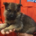 A person holding a puppy in their hands.