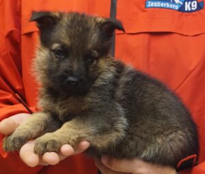 A person holding a puppy in their hands.