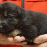 A person holding a puppy in their hands.