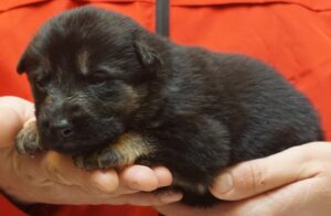 A person holding a puppy in their hands.