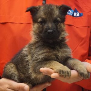 A person holding a puppy in their hands.