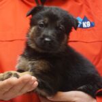 A person holding a puppy in their arms.