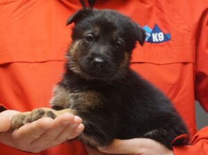 A person holding a puppy in their arms.