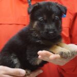 A person holding a puppy in their hands.