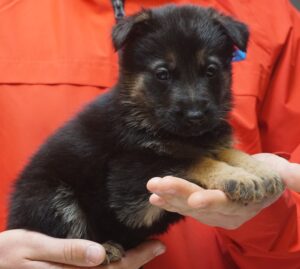 A person holding a puppy in their hands.