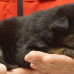 A person holding onto a dog in their hands