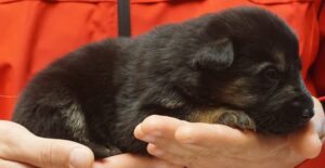 A person holding onto a dog in their hands