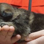 A person holding onto a cat 's paw