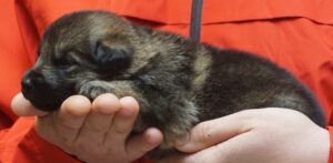 A person holding onto a cat 's paw