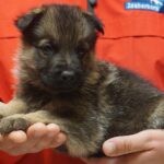 A person holding a puppy in their hands.