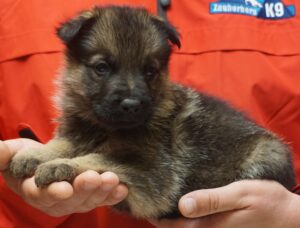A person holding a puppy in their hands.