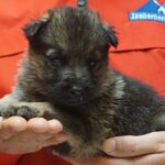 A person holding a puppy in their hands.