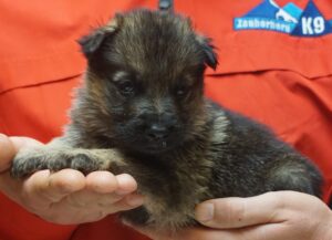A person holding a puppy in their hands.