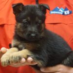 A person holding a puppy in their hands.