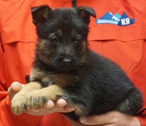 A person holding a puppy in their hands.