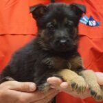 A person holding a puppy in their hands.