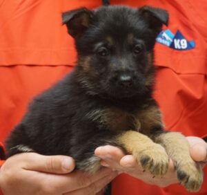 A person holding a puppy in their hands.