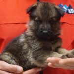 A person holding a puppy in their hands.