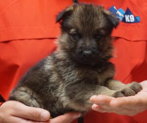 A person holding a puppy in their hands.