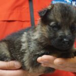 A person holding a puppy in their hands.
