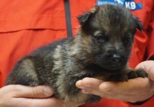 A person holding a puppy in their hands.