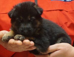 A person holding a puppy in their hands.