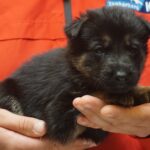 A person holding a puppy in their hands.