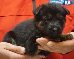 A person holding a puppy in their hands.