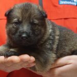 A person holding a puppy in their hands.