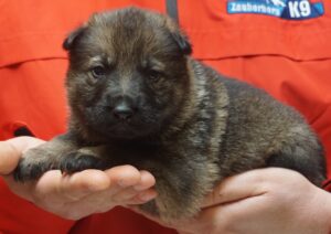 A person holding a puppy in their hands.