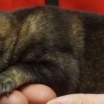A cat is sleeping on someone 's hand.