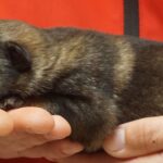 A person holding onto a small animal in their hands.