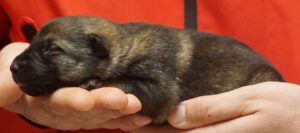 A person holding onto a small animal in their hands.