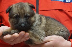 A person holding a puppy in their hands.