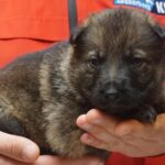 A person holding a puppy in their hands.