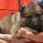 A person holding a puppy in their hands.