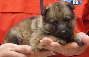A person holding a puppy in their hands.