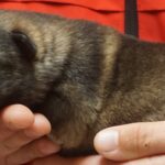 A person holding onto a dog 's paw