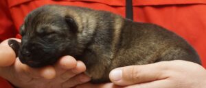 A person holding onto a dog 's paw