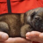 A person holding a puppy in their hands.