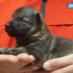 A person holding a puppy in their hands.