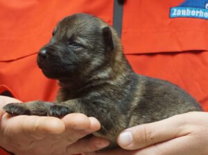 A person holding a puppy in their hands.